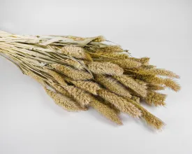 Dried Seteria Grass - Setaria Grass - Colors